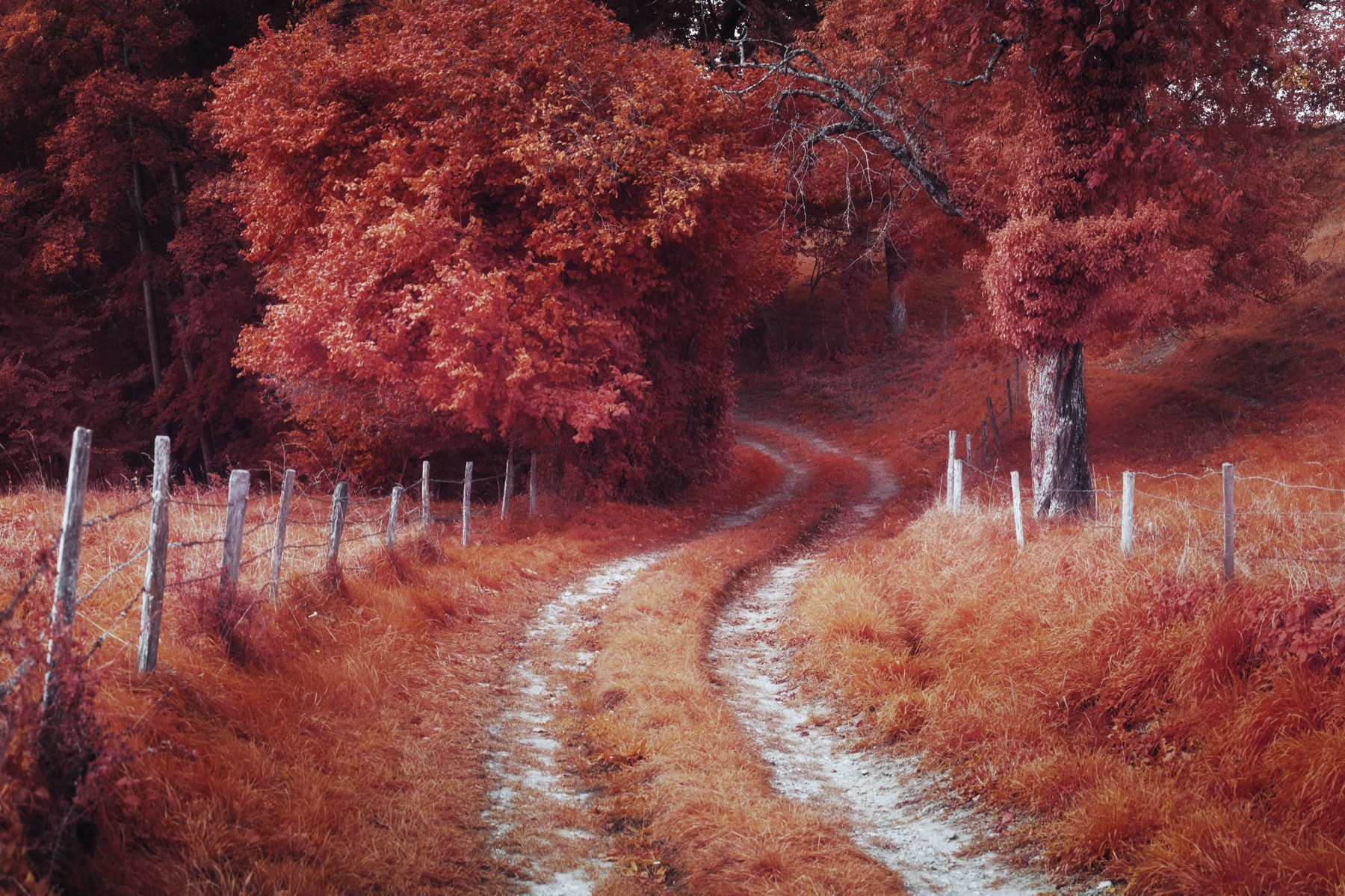 Chemin sinueux bordé d'une clôture traversant une forêt aux tons rouge intense. Photographie infrarouge Collection Lumina - Jonas Hangartner.