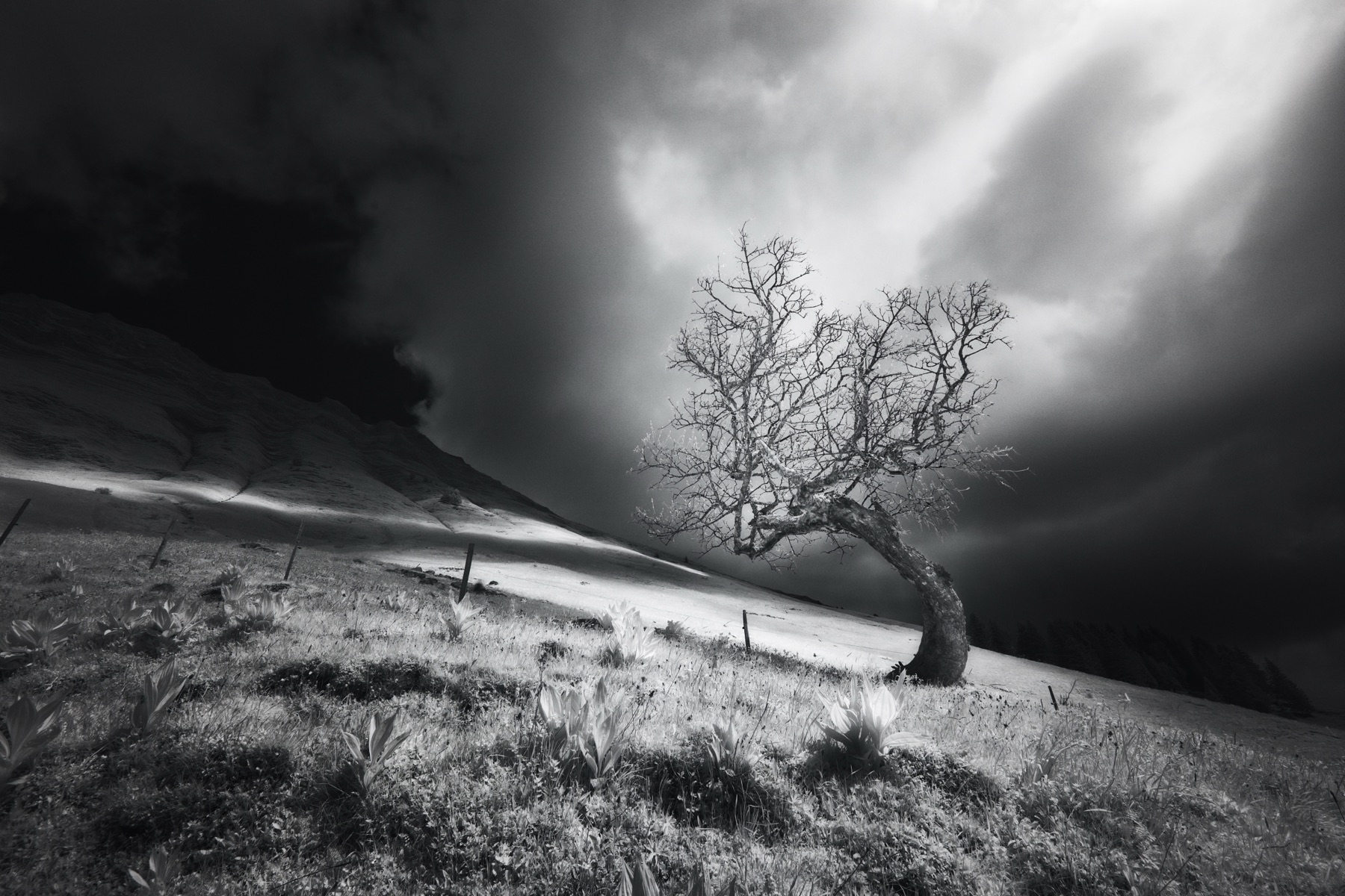 Arbre solitaire survivant courbé par le vent sur une colline alpine, lumière dramatique et nuages noirs. Collection SPECTRA par Jonas Hangartner.